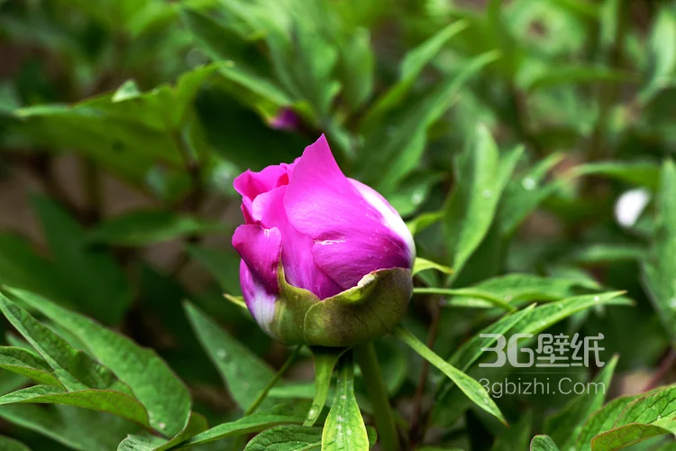 盛开的国花“牡丹花”高清植物图片3