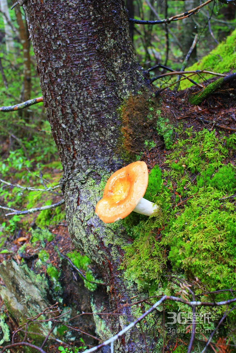 森林里的各种类蘑菇的高清图片11