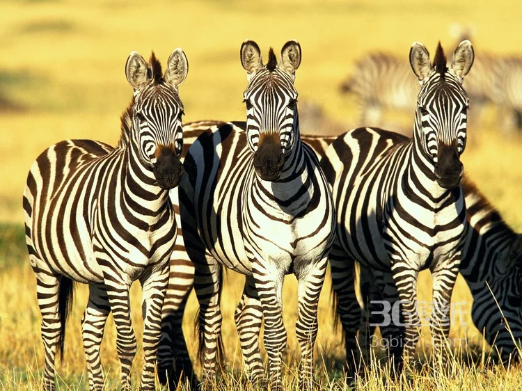 群居动物“斑马”的高清图片7