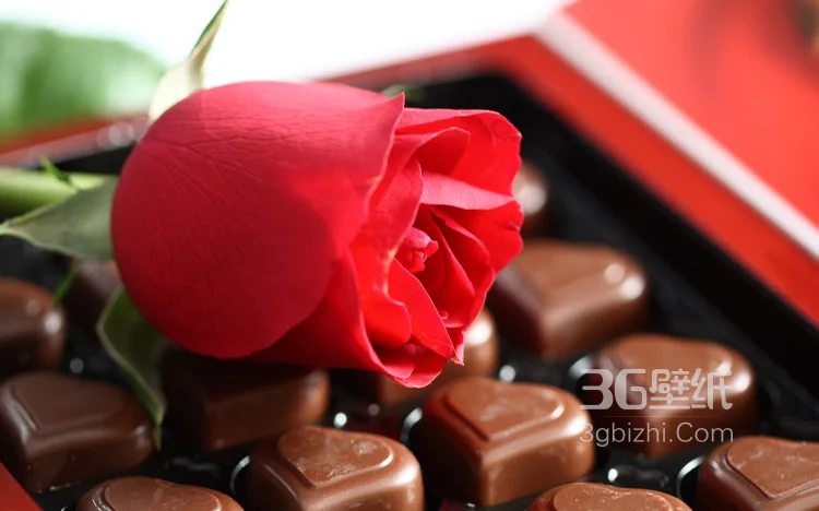 艳丽的红色玫瑰花植物花卉图片5