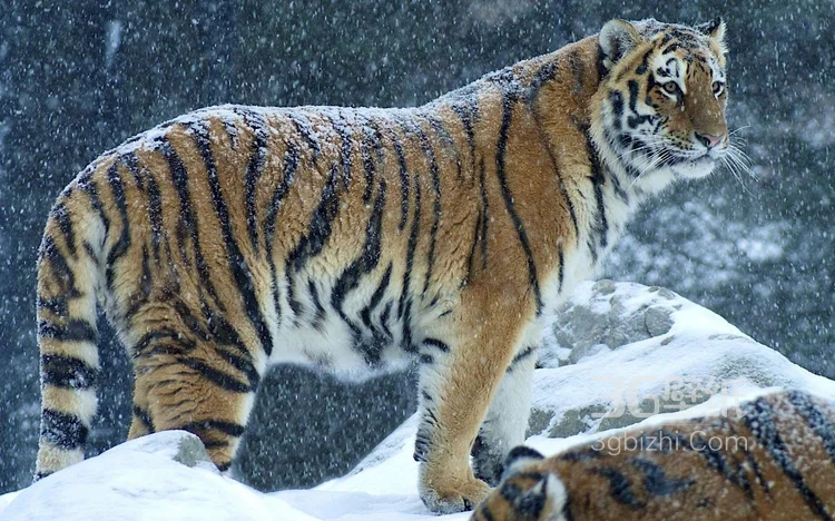 万兽之王“虎”老虎的高清图片4