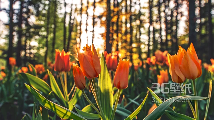 各种颜色唯美的郁金香花图片大全1
