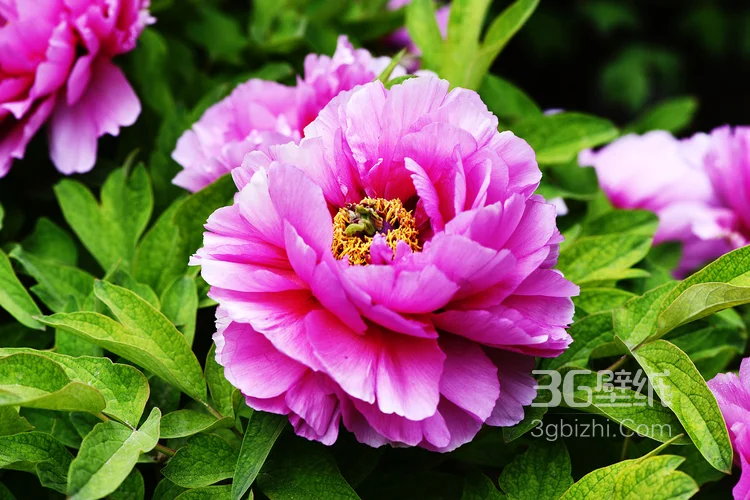 盛开的国花“牡丹花”高清植物图片5