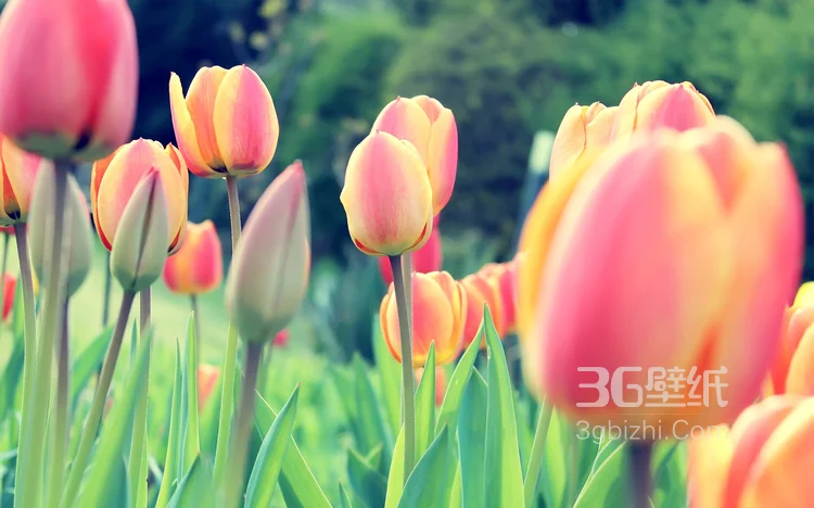 各种颜色唯美的郁金香花图片大全10