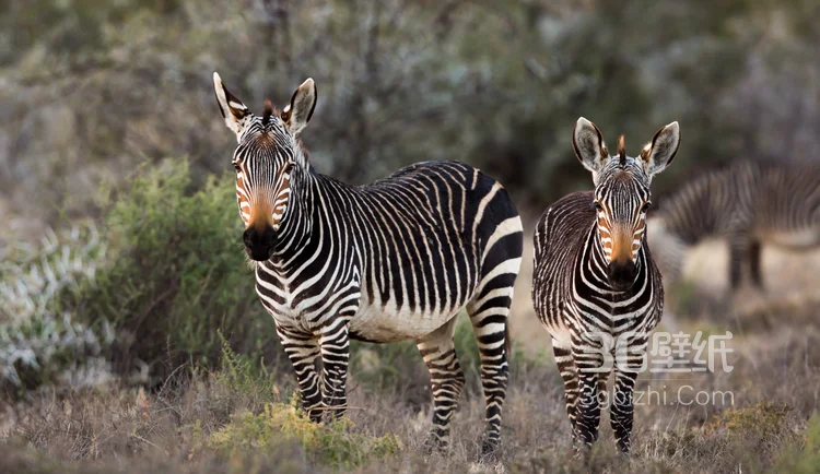 群居动物“斑马”的高清图片5