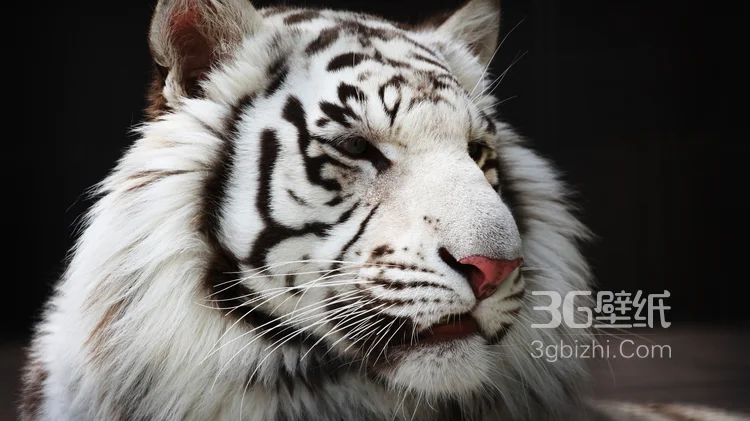 虎中贵族“白虎”图片大全12