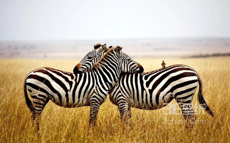 群居动物“斑马”的高清图片6