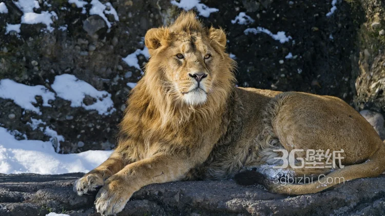 披头散发的雄性狮子图片12