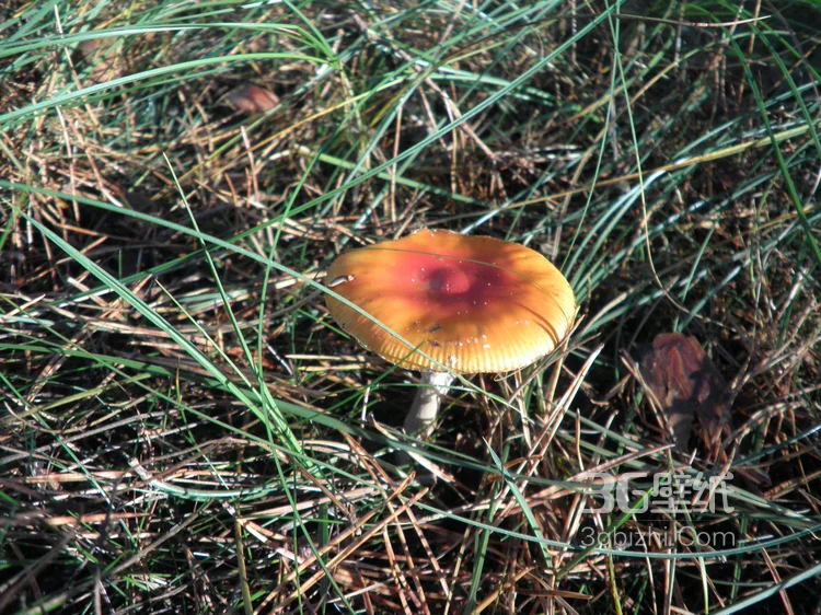 森林里的各种类蘑菇的高清图片8