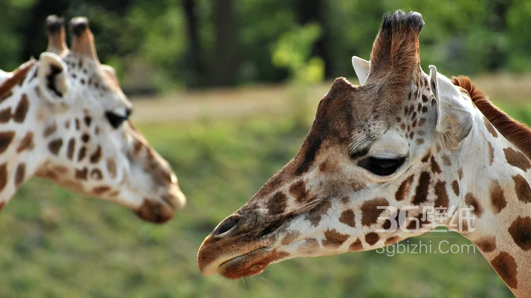 动物模特长颈鹿动物图片大全5