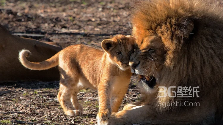 披头散发的雄性狮子图片11