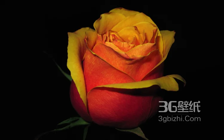 品种和色彩比较罕见的玫瑰花图片7