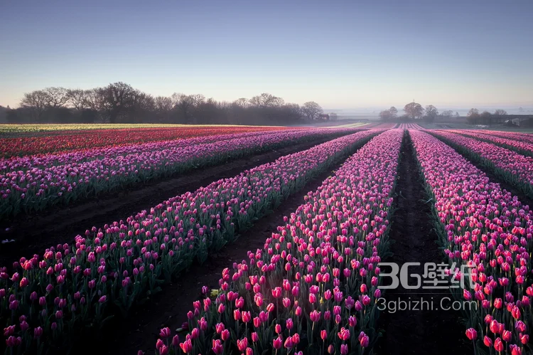 紫色唯美的郁金香图片2