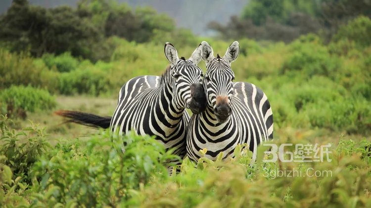 群居动物“斑马”的高清图片4