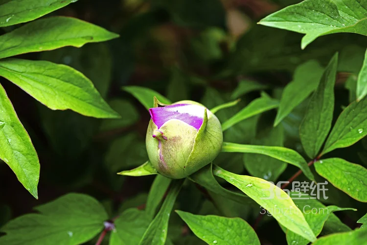 盛开的国花“牡丹花”高清植物图片2