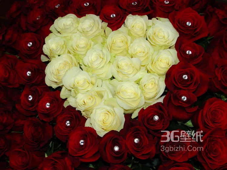 血色玫瑰，情人专属，示爱花卉“玫瑰花”图片10