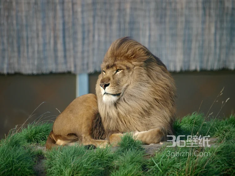 披头散发的雄性狮子图片7