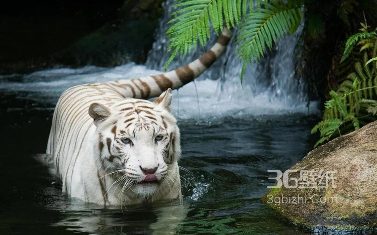 虎中贵族“白虎”图片大全5