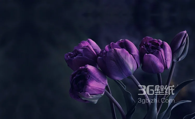 紫色唯美的郁金香图片3