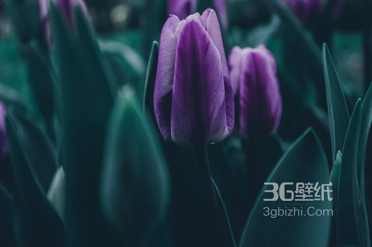 紫色唯美的郁金香图片11