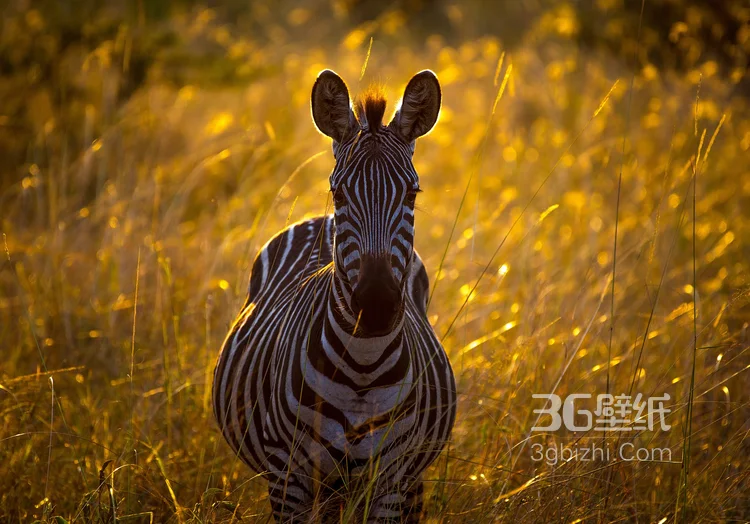 群居动物“斑马”的高清图片2