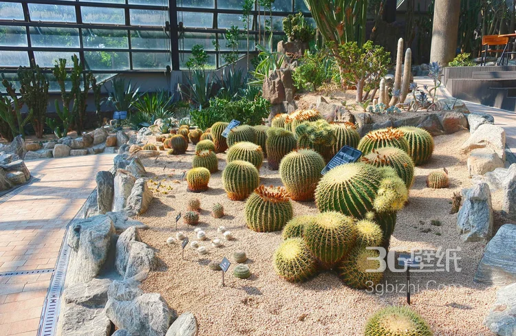 盆景仙人球图片5