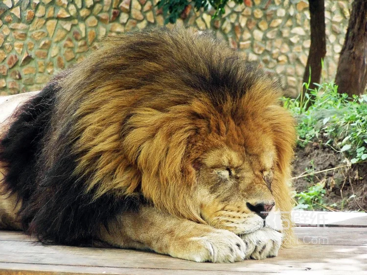 披头散发的雄性狮子图片4