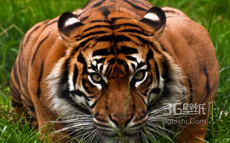 万兽之王“虎”老虎的高清图片5