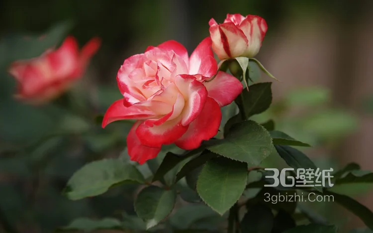 品种和色彩比较罕见的玫瑰花图片2