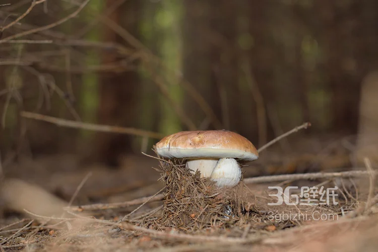 森林里的各种类蘑菇的高清图片10