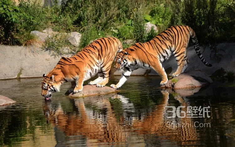 万兽之王“虎”老虎的高清图片7