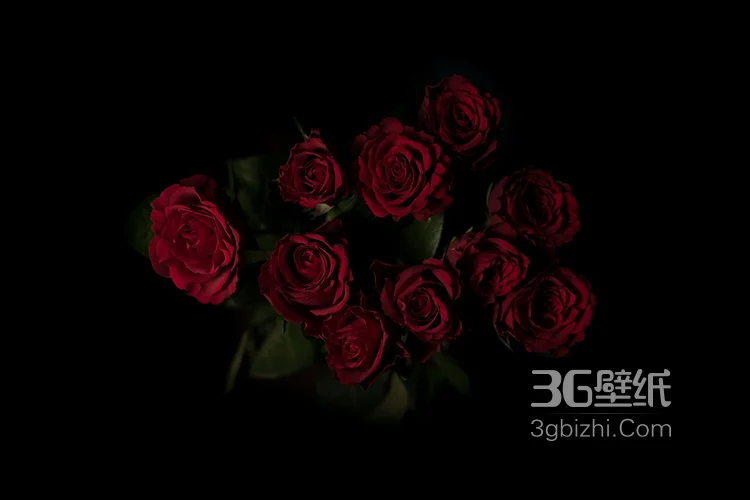 艳丽的红色玫瑰花植物花卉图片4