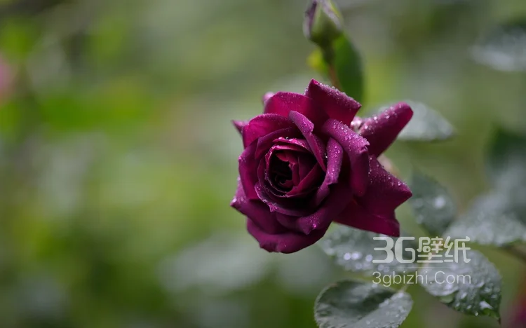 品种和色彩比较罕见的玫瑰花图片4