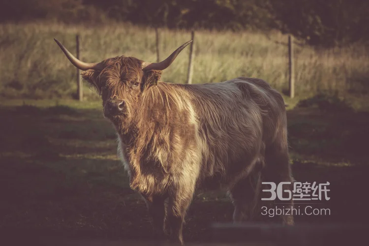 动物界的洗剪吹“牦牛”图片大全12