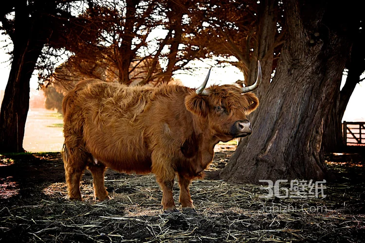 动物界的洗剪吹“牦牛”图片大全9