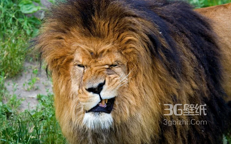 披头散发的雄性狮子图片3
