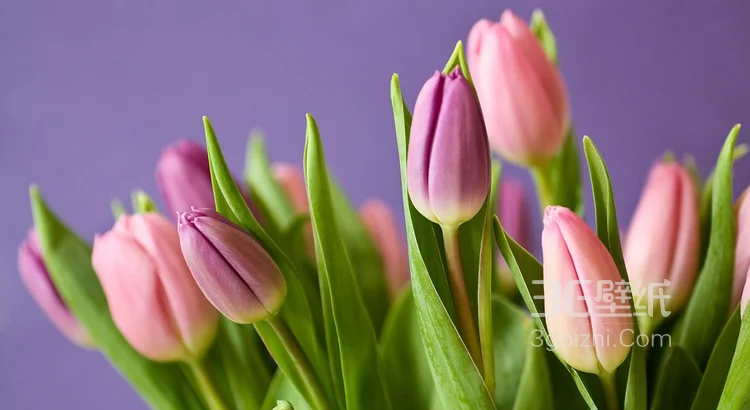 紫色唯美的郁金香图片6