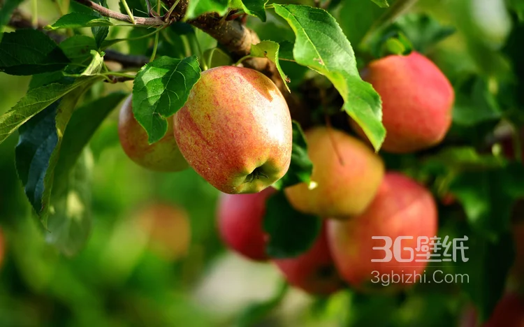 爽脆可口的水果“苹果”高清图片3