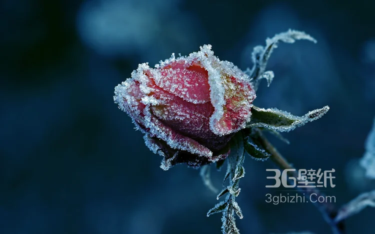 血色玫瑰，情人专属，示爱花卉“玫瑰花”图片4