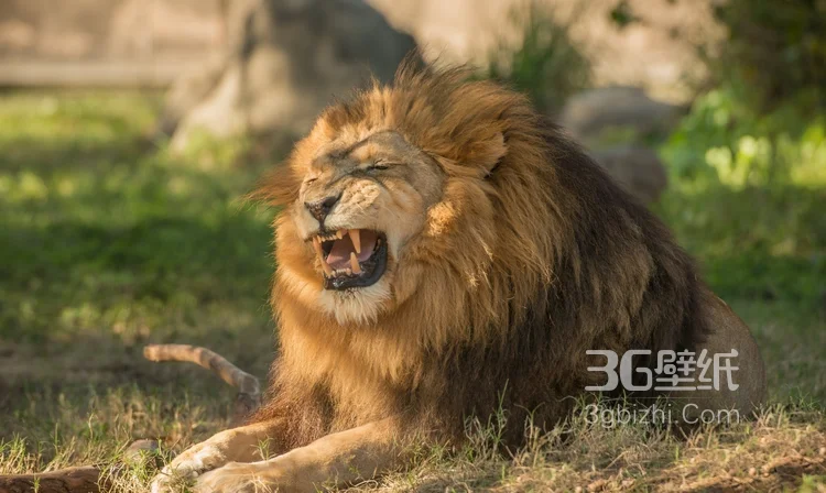 披头散发的雄性狮子图片6