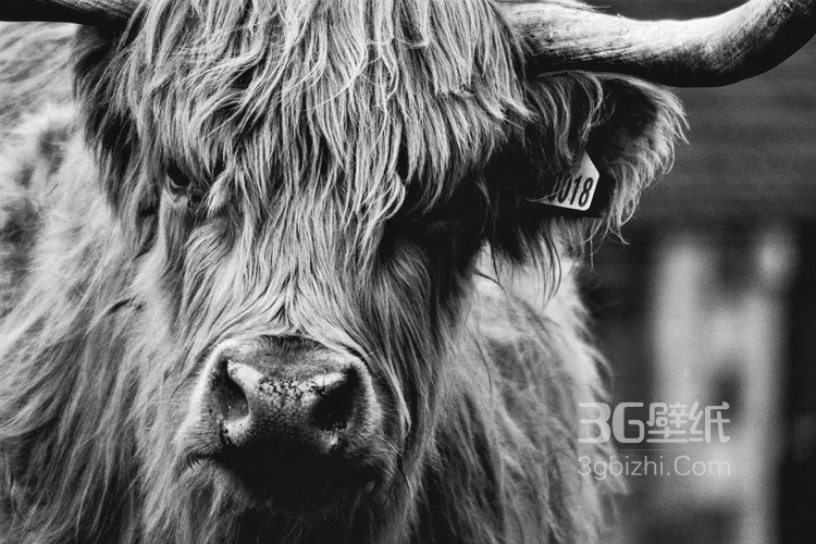 动物界的洗剪吹“牦牛”图片大全5