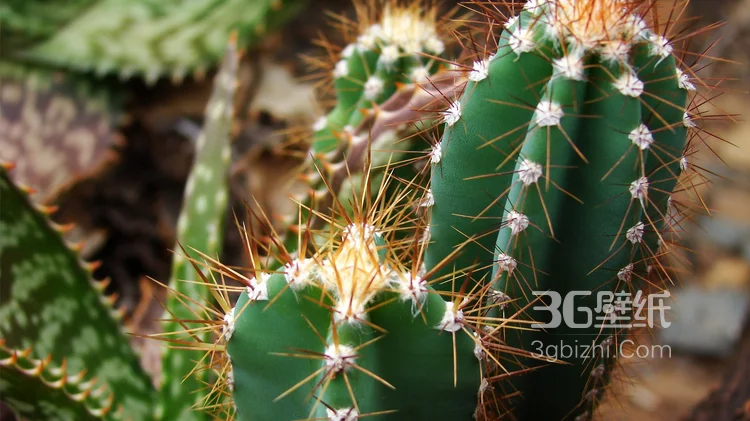 仙人掌，开花的仙人掌图片大全3