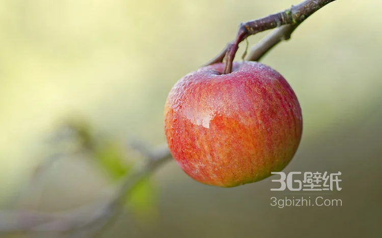 爽脆可口的水果“苹果”高清图片12