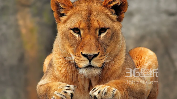 披头散发的雄性狮子图片17