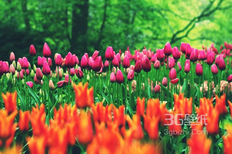 各种颜色唯美的郁金香花图片大全6