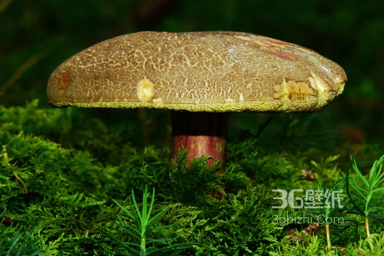 森林里的各种类蘑菇的高清图片12