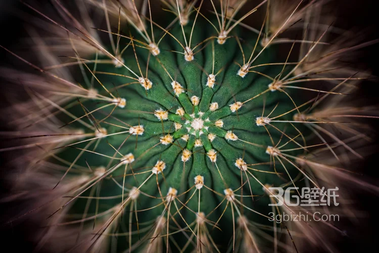 盆景仙人球图片4