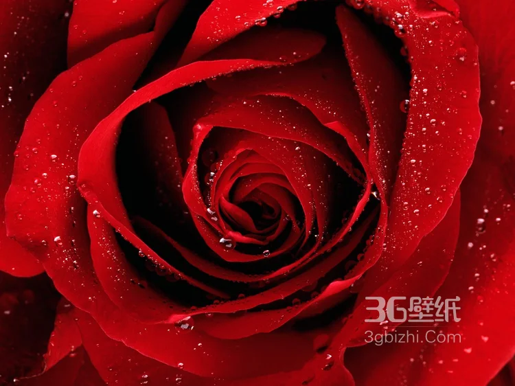 艳丽的红色玫瑰花植物花卉图片6