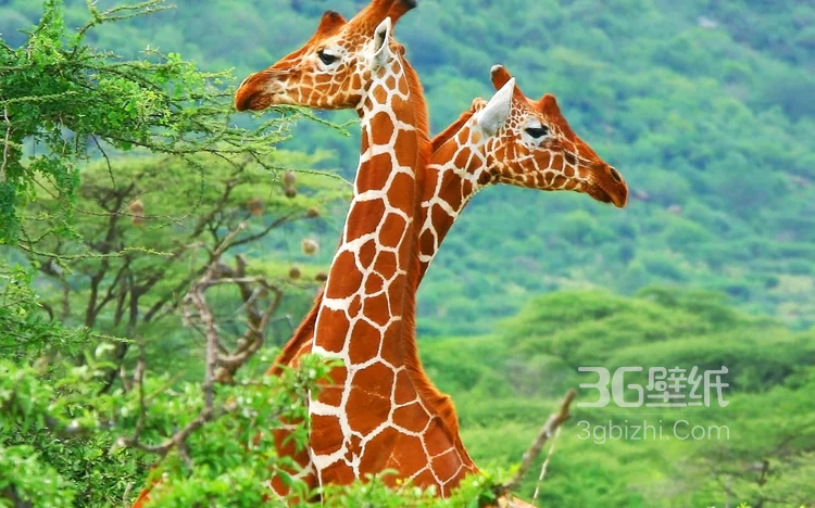 动物模特长颈鹿动物图片大全9