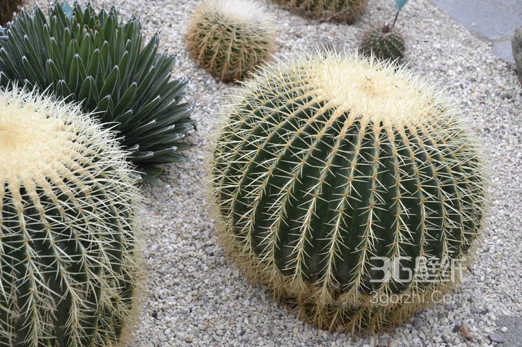 盆景仙人球图片1